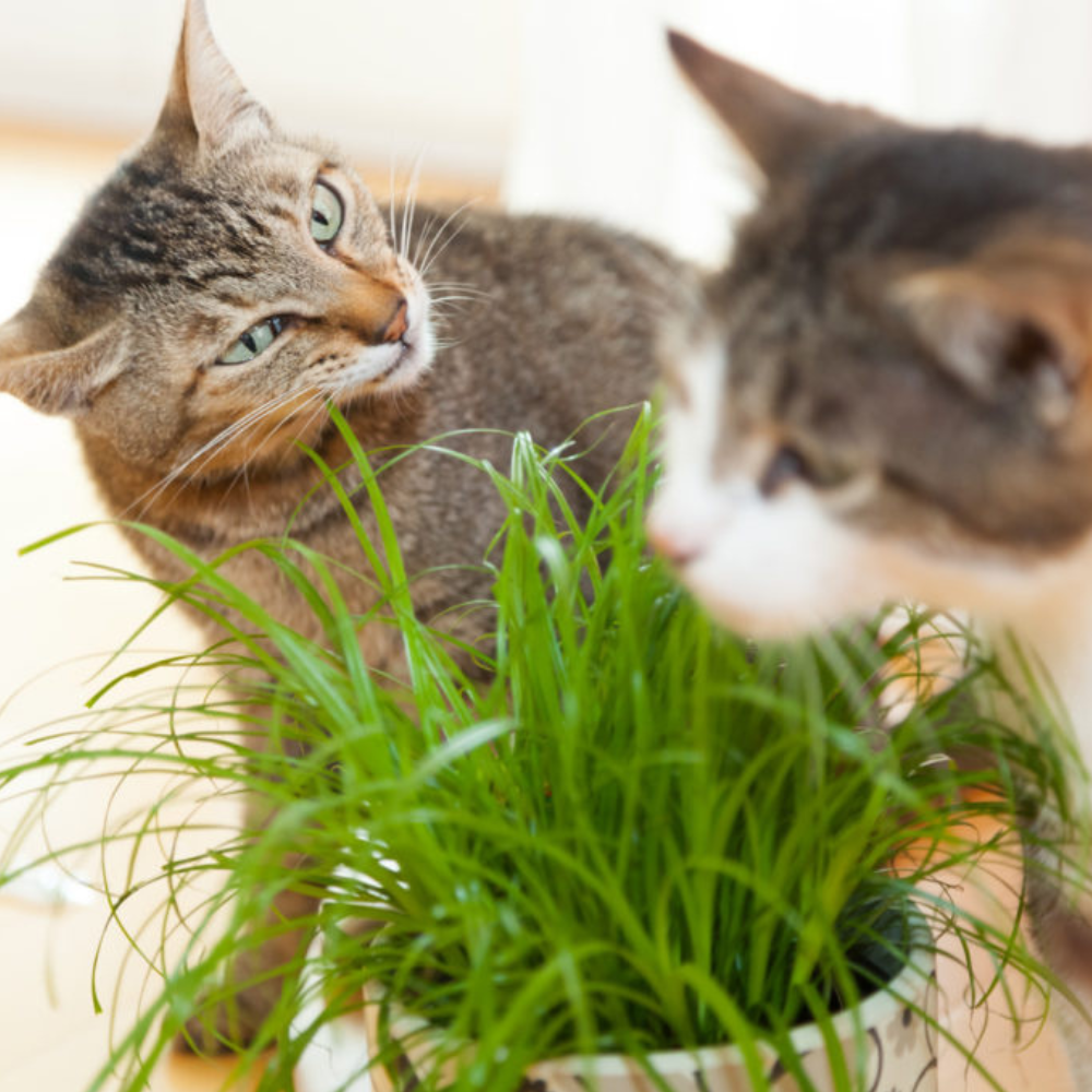 Sementes para Gatos - Grama Perene - AccoPet