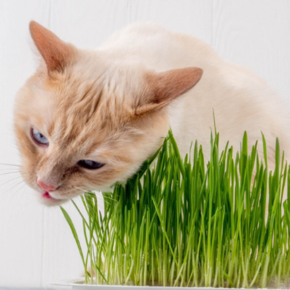 Sementes para Gatos - Grama Perene - AccoPet