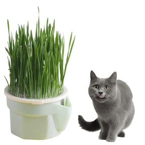 Vaso de Plantas para Gatos - AccoPet