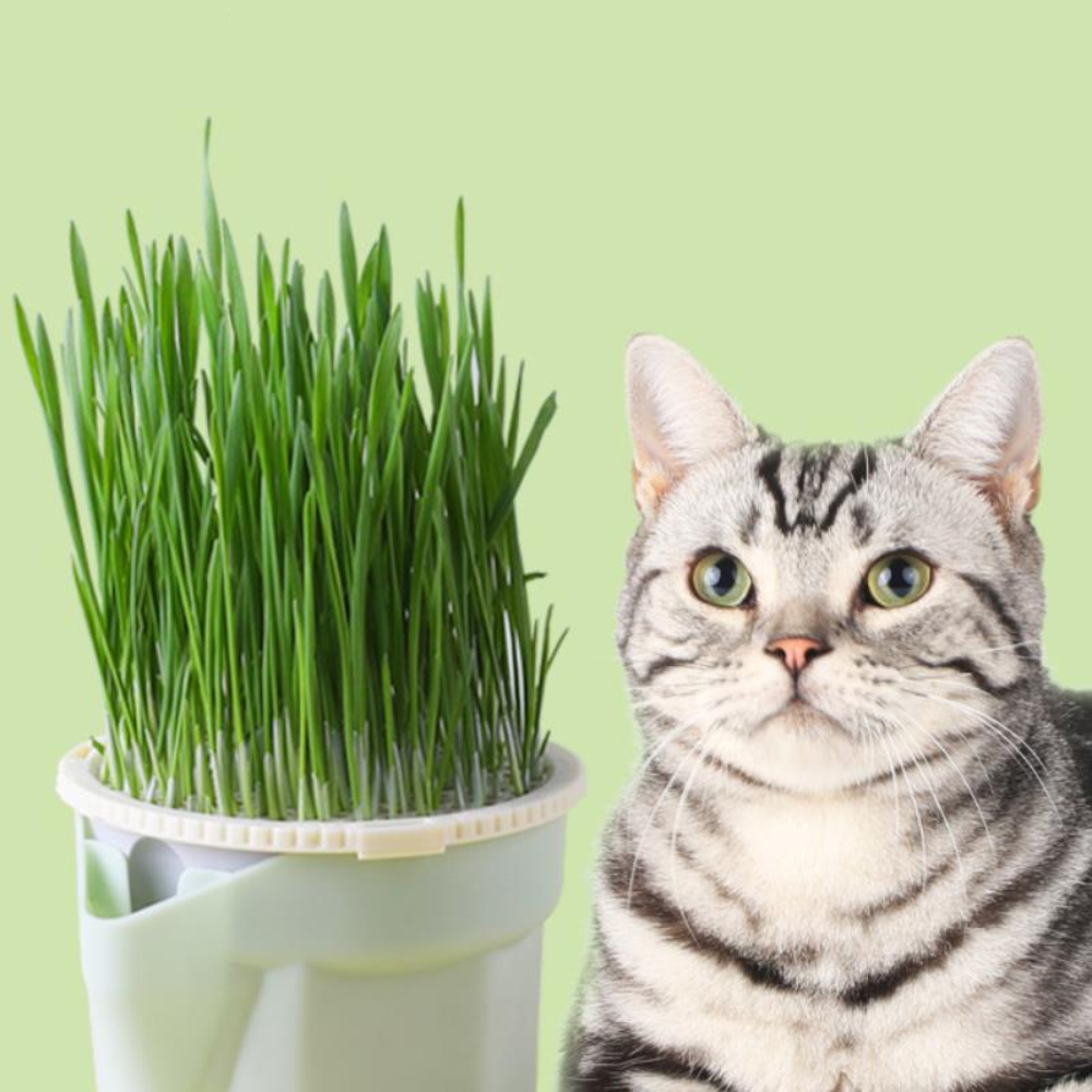 Vaso de Plantas para Gatos - AccoPet